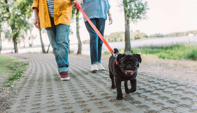 Pet lovers will be ecstatic if you offer dog walking or sitting services as a silent auction item.